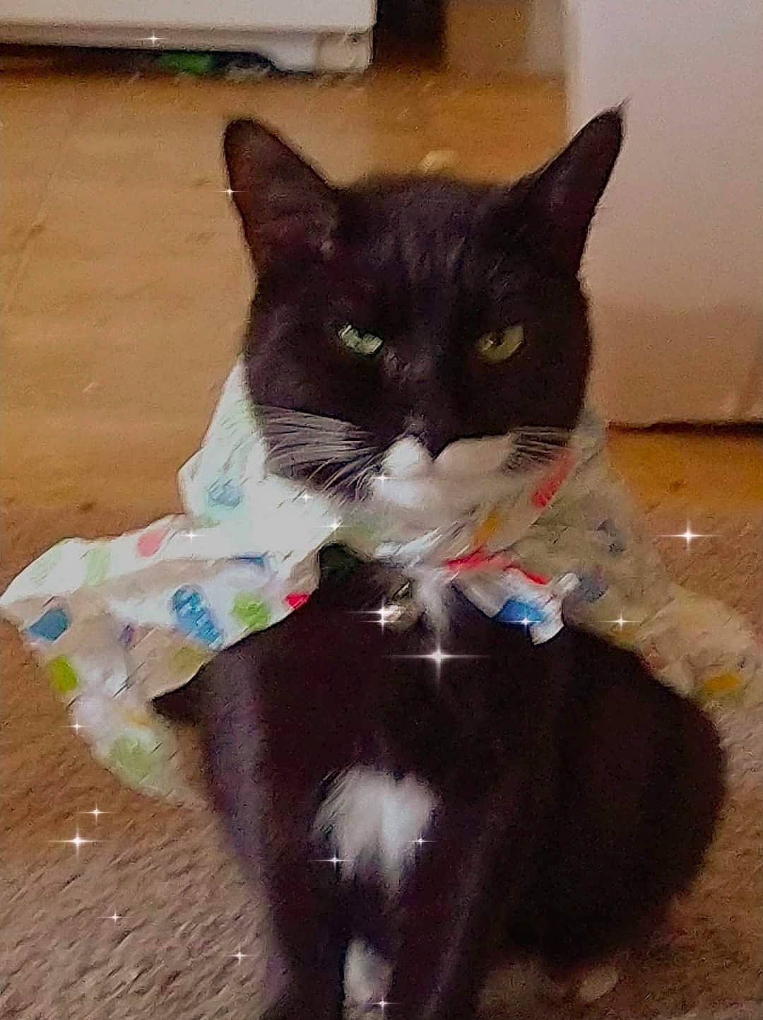 Mista is registered to the contest to win money with this photo: black_cat, carnivore, cat, claw, comfort, domestic_short_haired_cat, felidae, flooring, foot, formal_wear, fur, hardwood, iris, lap, paw, pet_supply, small_to_medium_sized_cats, snout, tail, whiskers