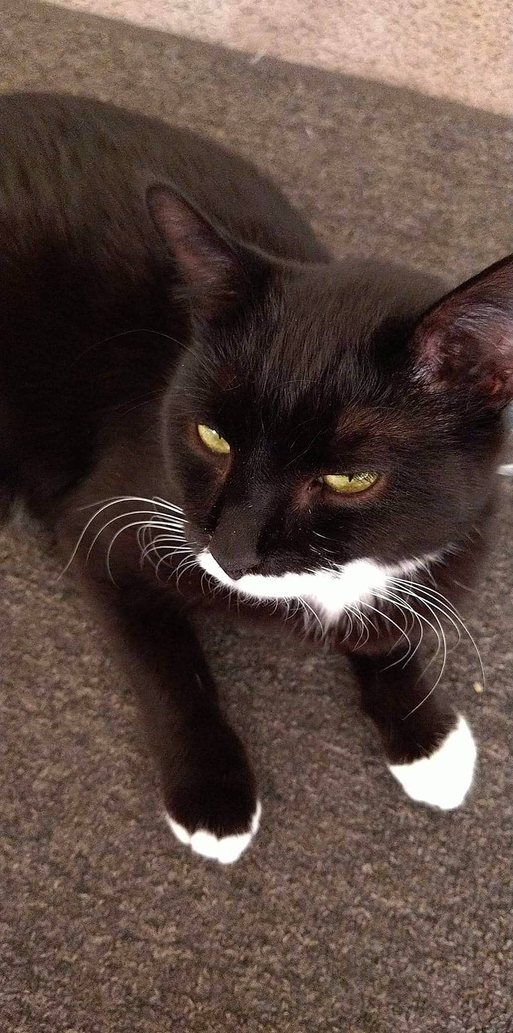 Mista joined the competition — help win amazing prizes! black_cat, carnivore, cat, claw, domestic_short_haired_cat, eye, felidae, foot, fur, paw, shadow, small_to_medium_sized_cats, snout, tail, terrestrial_animal, whiskers