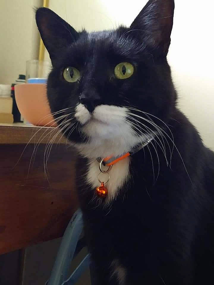 Mista joined the competition — help win amazing prizes! black_cat, box, carnivore, cat, collar, comfort, domestic_short_haired_cat, eye, felidae, fur, head, pet_supply, small_to_medium_sized_cats, snout, tail, whiskers