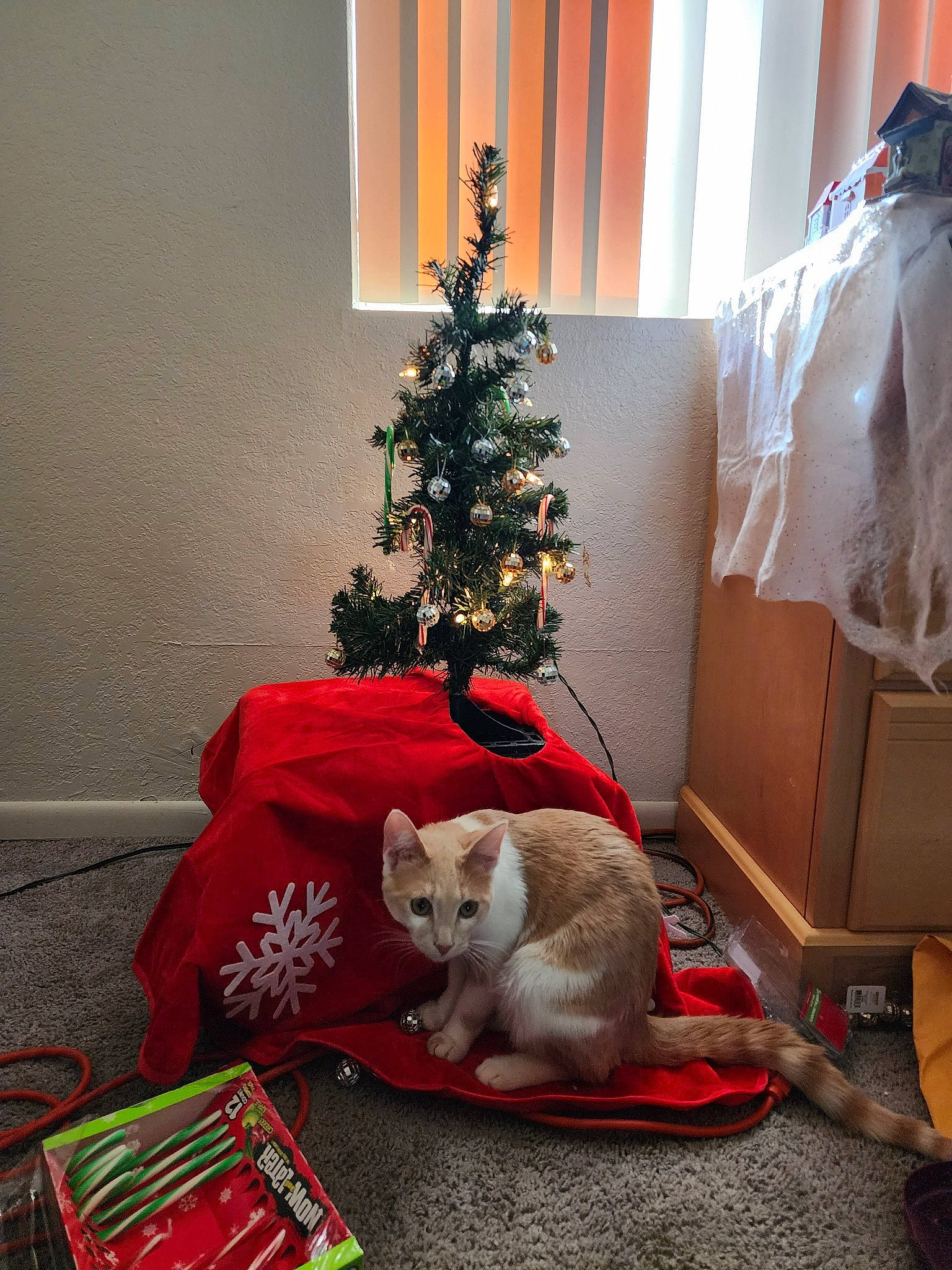 Jack is registered to the contest to win money with this photo: carnivore, cat, christmas, christmas_decoration, christmas_ornament, christmas_tree, curtain, event, fawn, felidae, holiday, holiday_ornament, interior_design, lap, ornament, red, small_to_medium_sized_cats, tree, whiskers, wood