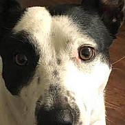 Pika is registered to the contest to win money with this photo: animal, black_and_white, canine, close_up, collar, cute, dog, domestic_animal, ears, eyes, friendly, fur, indoor, looking_at_camera, mammal, nose, pet, portrait, sitting, wooden_floor
