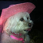 Puffin is registered to the contest to win money with this photo: