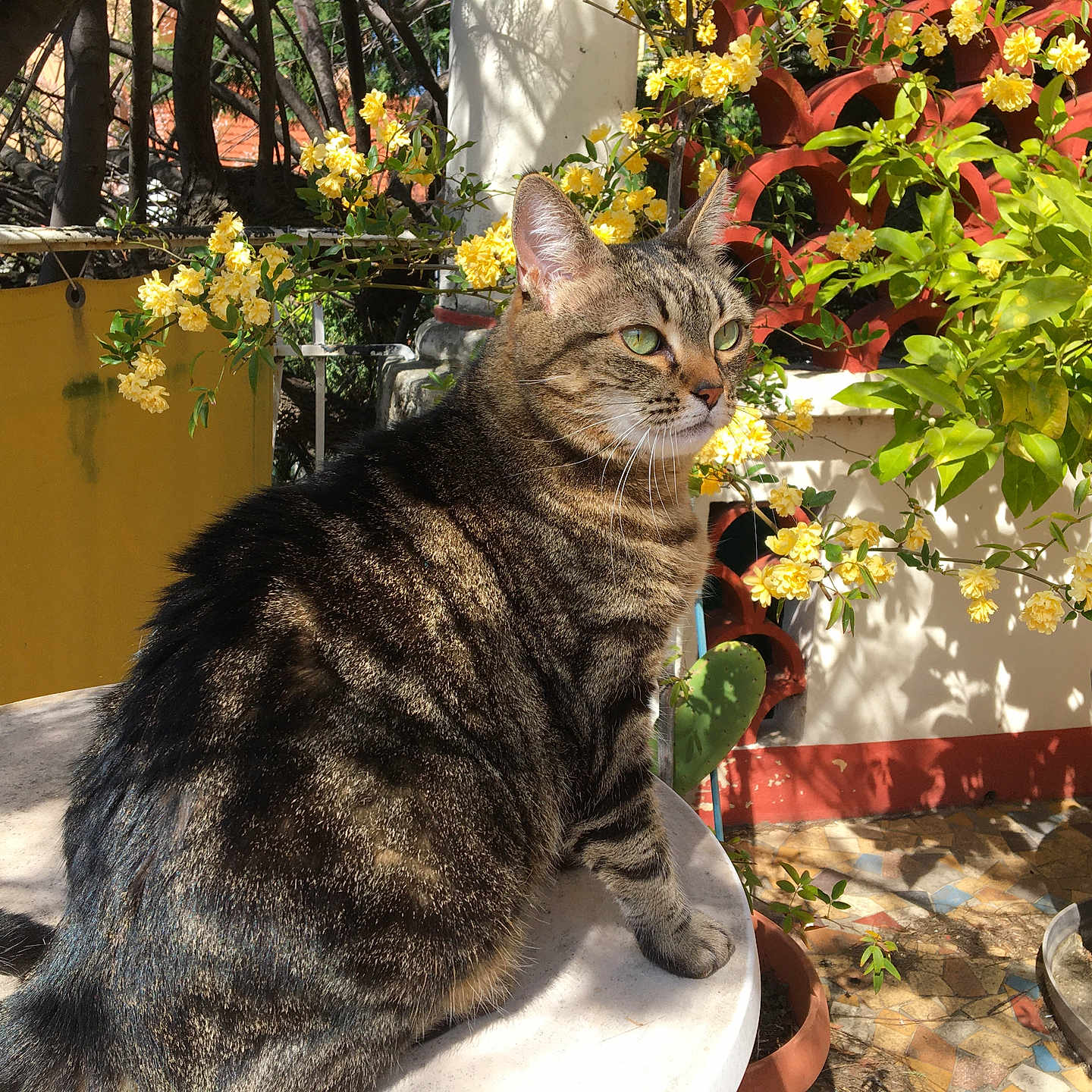 Marty participe au concours pour gagner de l'argent avec cette photo : abyssinian, animal, arbour, cat, cookware, flower, flowerarrangement, garden, geranium, herbal, herbs, ivy, leaf, nature, outdoors, pet, plant, pot, pottedplant, wood