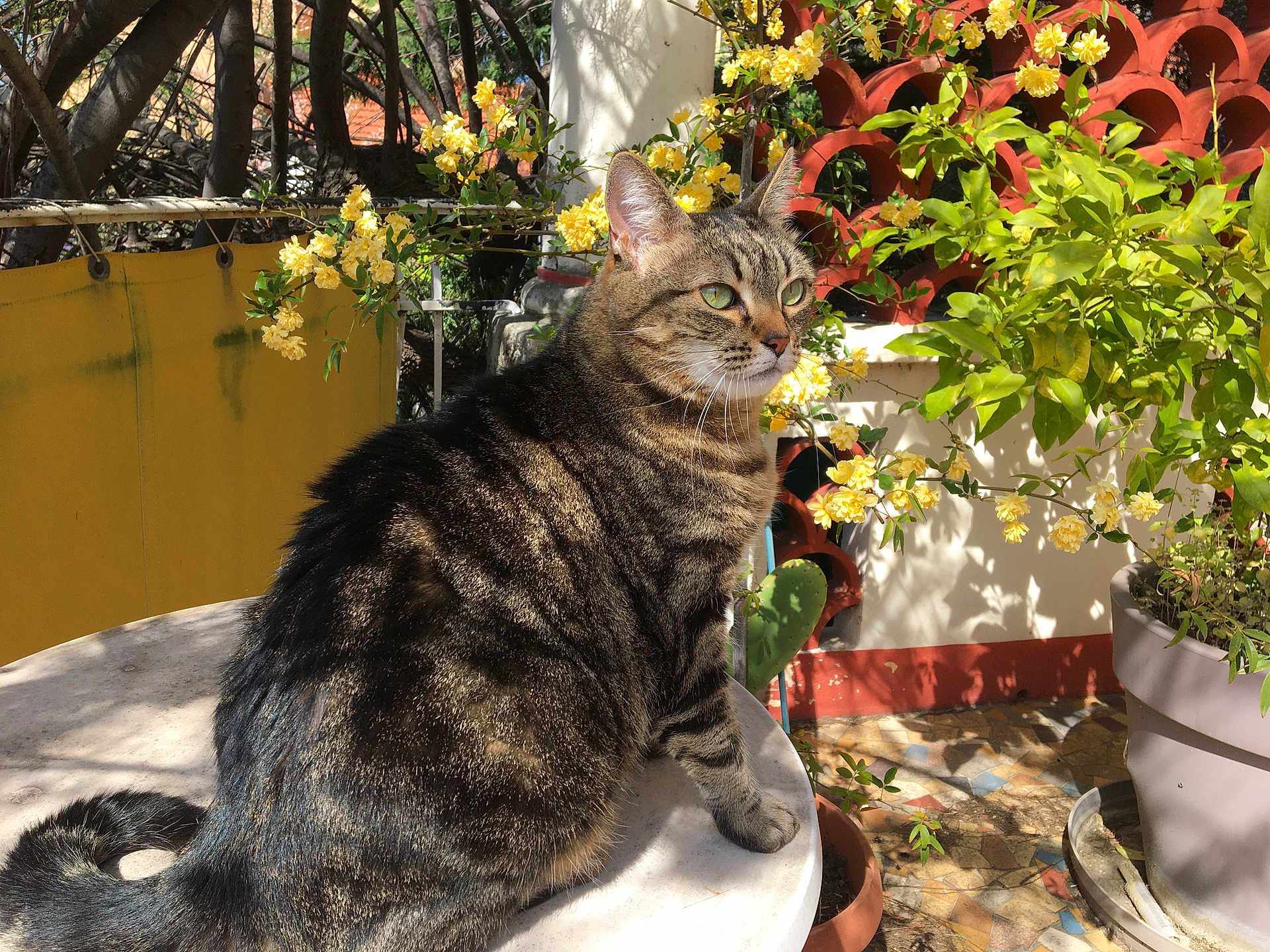 Marty participe au concours pour gagner de l'argent avec cette photo : abyssinian, animal, arbour, cat, cookware, flower, flowerarrangement, garden, geranium, herbal, herbs, ivy, leaf, nature, outdoors, pet, plant, pot, pottedplant, wood