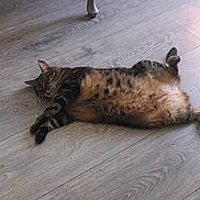 Marty participe au concours pour gagner de l'argent avec cette photo : cat, tabby, pet, animal, feline, lying_down, belly_up, relaxed, sleeping, floor, wooden_floor, indoor, home, sprawled, paws, tail, fur, striped, cozy, photography