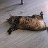 cat, tabby, pet, animal, feline, lying_down, belly_up, relaxed, sleeping, floor, wooden_floor, indoor, home, sprawled, paws, tail, fur, striped, cozy, photography