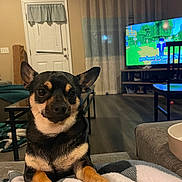 Milo is registered to the contest to win money with this photo: dog, small_dog, pet, living_room, blanket, television, video_game, furniture, curtains, door, table, chair, wood_floor, indoors, cozy, animal, canine, ears, eyes, paw