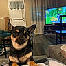 dog, small_dog, pet, living_room, blanket, television, video_game, furniture, curtains, door, table, chair, wood_floor, indoors, cozy, animal, canine, ears, eyes, paw