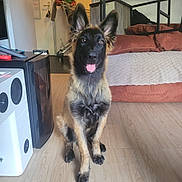 Tily participe au concours pour gagner de l'argent avec cette photo : dog, german_shepherd, puppy, fluffy, black_and_tan, sitting, tongue_out, pointed_ears, happy, portrait, indoors, living_room, wooden_floor, sofa, couch, home, speaker, furniture, pet, photography