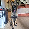 dog, german_shepherd, puppy, fluffy, black_and_tan, sitting, tongue_out, pointed_ears, happy, portrait, indoors, living_room, wooden_floor, sofa, couch, home, speaker, furniture, pet, photography