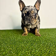 Jane joined the competition — help win amazing prizes! french_bulldog, puppy, dog, grass, green, pet, animal, canine, cute, young, ears, fur, portrait, looking, side_view, white_background, sitting, small, domestic_animal, adorable