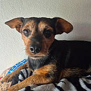 Rosalie Mauge a rejoint le concours — aidez-le/la à gagner de superbes lots ! dog, small_dog, pet, animal, fur, ears, eyes, paw, blanket, indoor, resting, cute, curious, closeup, muzzle, lying_down, texture, wall, brown, black