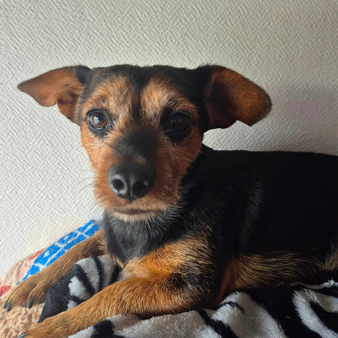 Rosalie Mauge a rejoint le concours — aidez-le/la à gagner de superbes lots ! animal, black, blanket, brown, closeup, curious, cute, dog, ears, eyes, fur, indoor, lying_down, muzzle, paw, pet, resting, small_dog, texture, wall