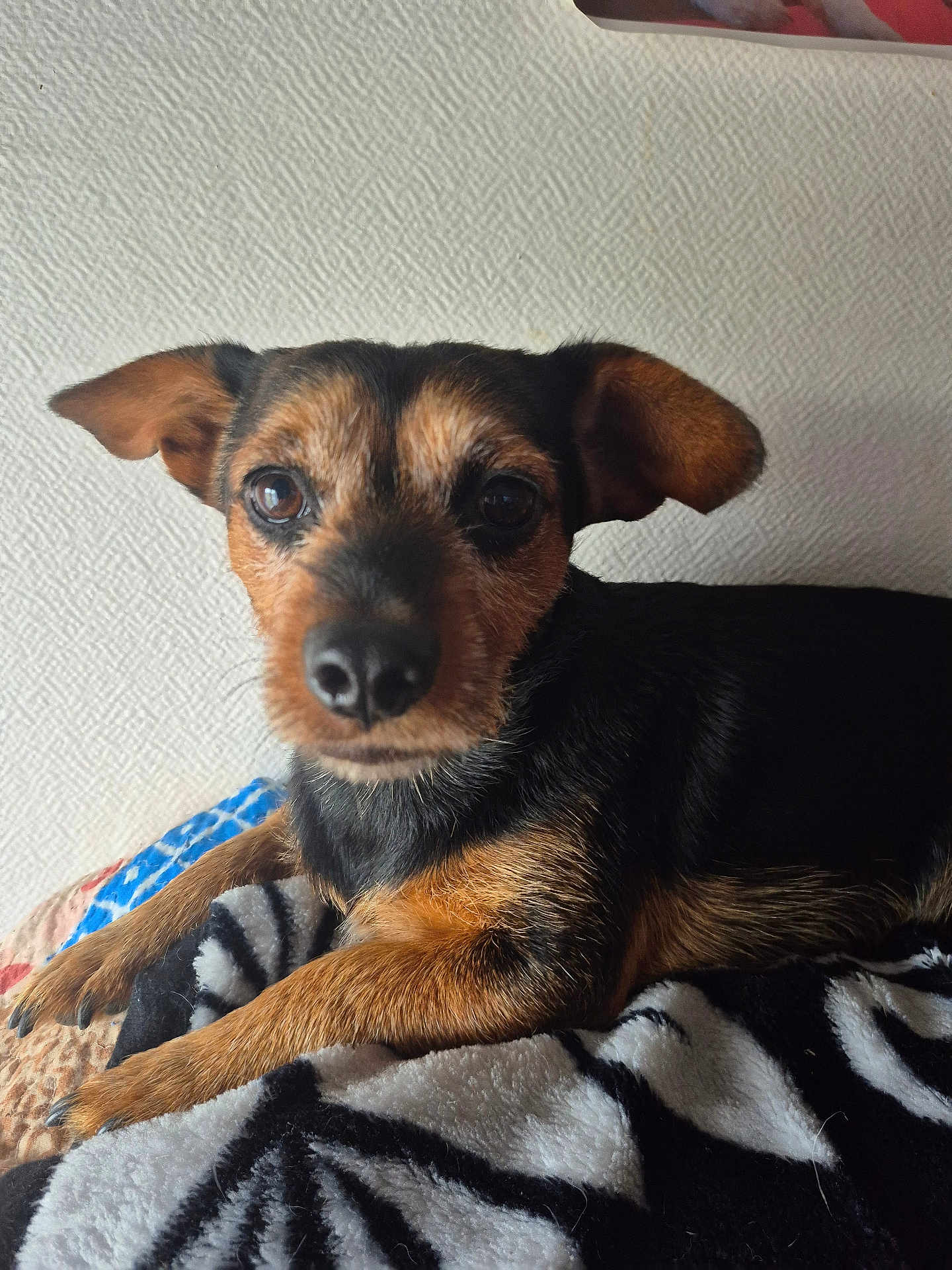 Rosalie Mauge a rejoint le concours — aidez-le/la à gagner de superbes lots ! dog, small_dog, pet, animal, fur, ears, eyes, paw, blanket, indoor, resting, cute, curious, closeup, muzzle, lying_down, texture, wall, brown, black
