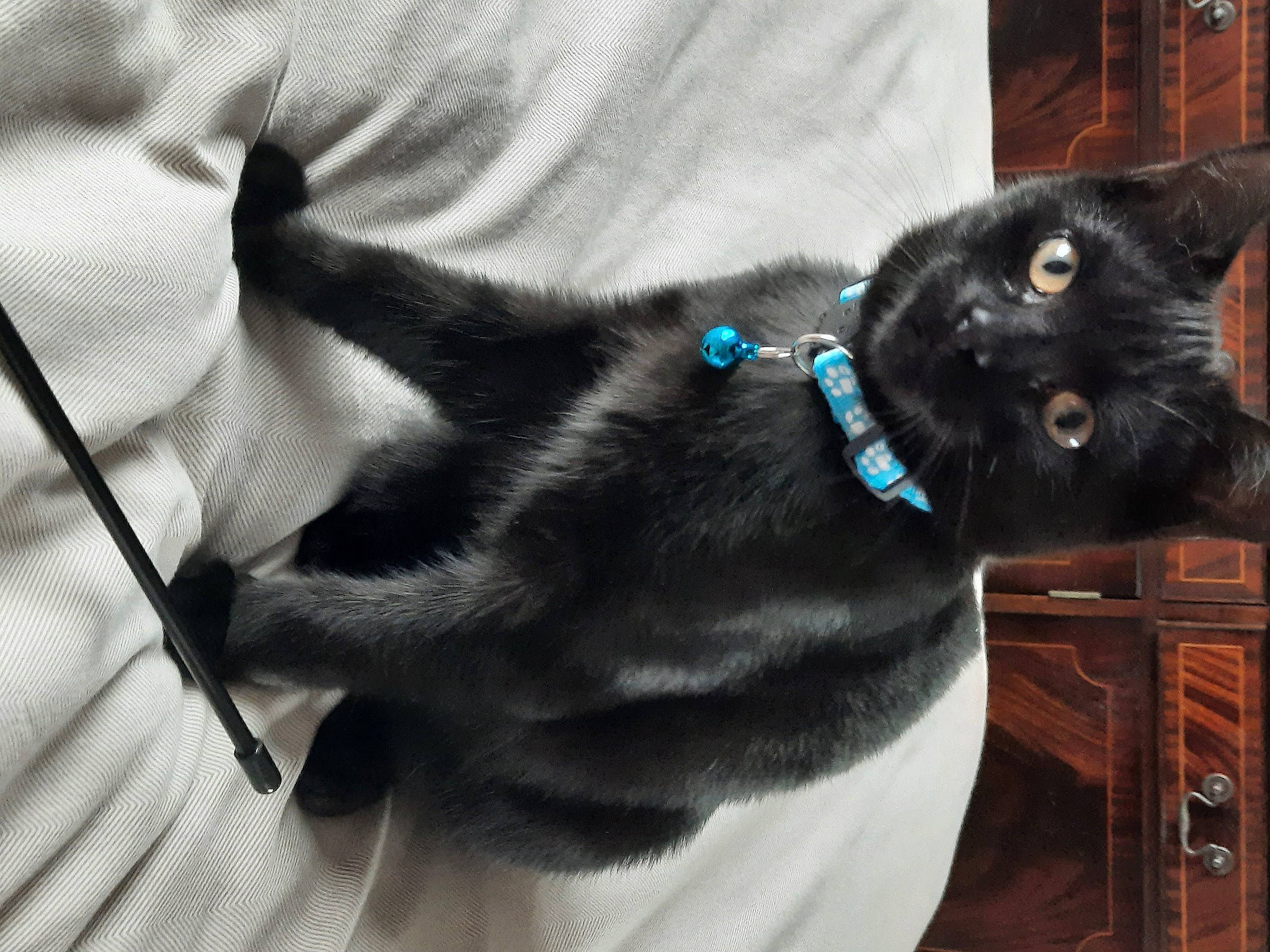 Obi-wan Cat Nobi is registered to the contest to win money with this photo: black_cat, bombay, carnivore, cat, claw, collar, comfort, domestic_short_haired_cat, ear, electric_blue, felidae, fur, grey, natural_material, small_to_medium_sized_cats, snout, tail, whiskers