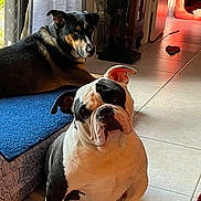 Charlie is registered to the contest to win money with this photo: dog, bulldog, black_and_tan_dog, indoor, tile_floor, blue_mat, curious, sitting, lying_down, pet, animal, furniture, window, sunlight, home, cozy, ears, face, floor, doorway