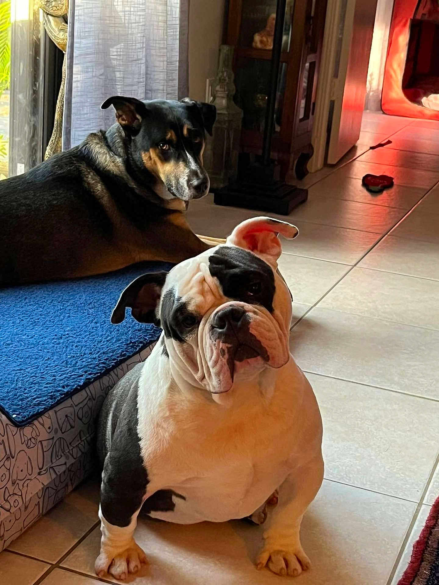 Charlie is registered to the contest to win money with this photo: dog, bulldog, black_and_tan_dog, indoor, tile_floor, blue_mat, curious, sitting, lying_down, pet, animal, furniture, window, sunlight, home, cozy, ears, face, floor, doorway