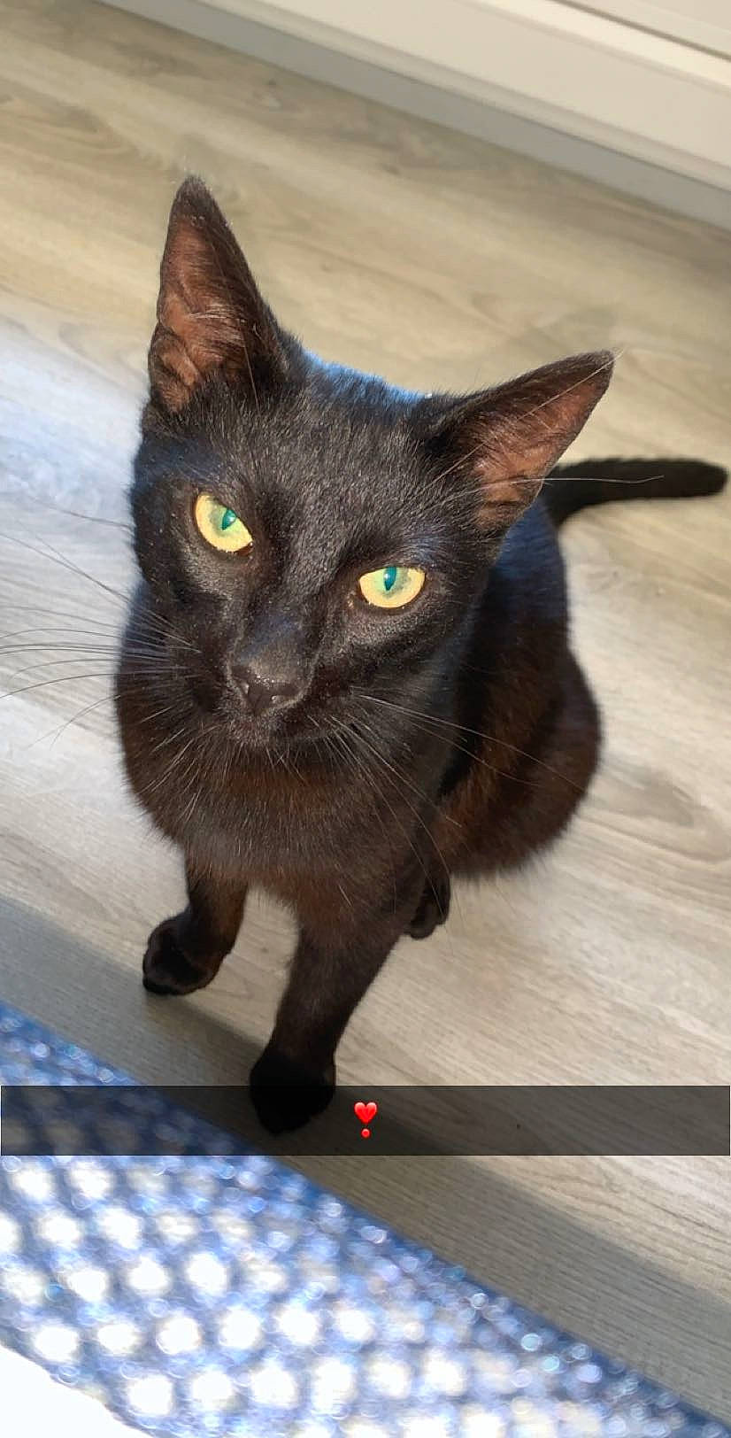 Obione participe au concours pour gagner de l'argent avec cette photo : asian, black_cat, bombay, burmese, carnivore, cat, domestic_short_haired_cat, eye, felidae, german_rex, havana_brown, javanese, kitten, korat, mammal, oriental_shorthair, russian_blue, small_to_medium_sized_cats, vertebrate, whiskers