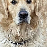 Barkley is registered to the contest to win money with this photo: dog, golden_retriever, pet, animal, canine, fur, outdoor, portrait, mammal, closeup, face, collar, fluffy, friendly, looking, nature, cute, companion, domestic_animal, rocky_background