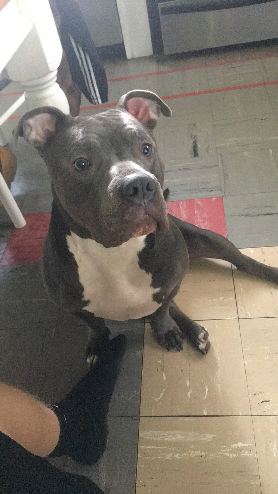 Echo is registered to the contest to win money with this photo: carnivore, collar, companion_dog, dog, dog_breed, dog_collar, fawn, flooring, non_sporting_group, snout, sporting_group, terrestrial_animal, whiskers, working_animal