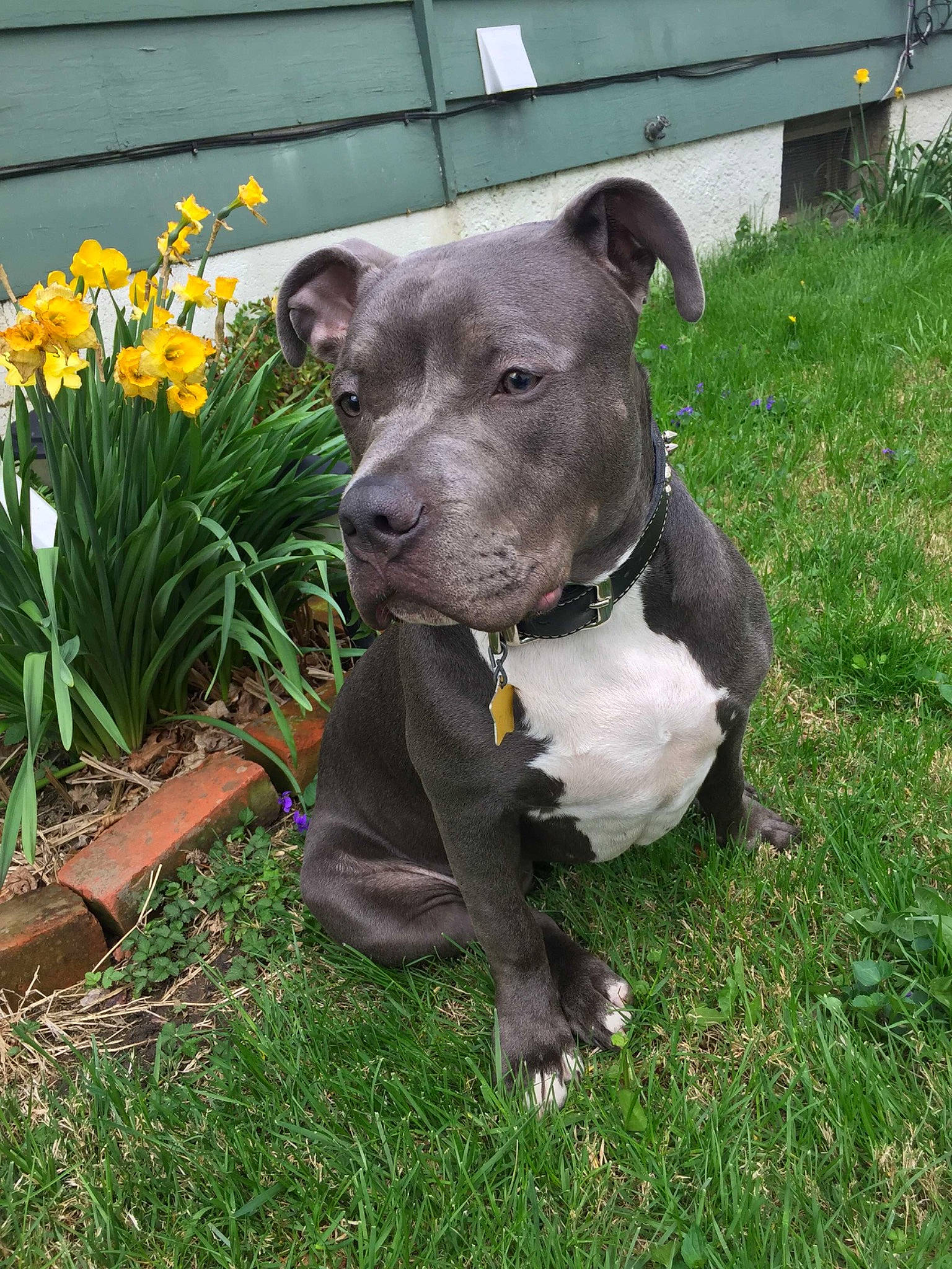 Echo joined the competition — help win amazing prizes! annual_plant, canidae, carnivore, collar, companion_dog, dog, dog_breed, dog_collar, dog_supply, fashion_accessory, fawn, flower, grass, pet_supply, plant, snout, sporting_group, tail, whiskers, working_animal