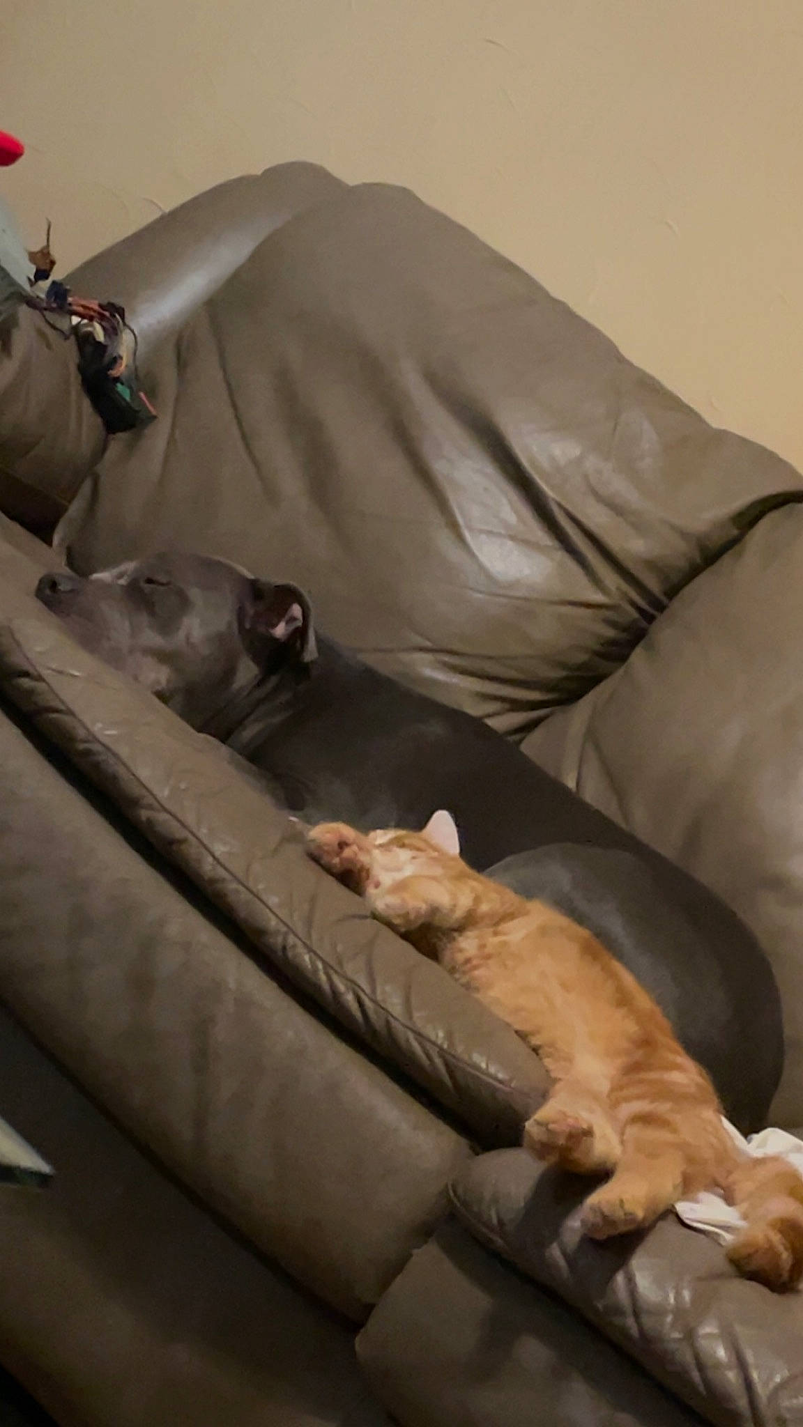 Echo is registered to the contest to win money with this photo: brown, canidae, carnivore, cat, comfort, companion_dog, couch, dog_breed, fawn, felidae, fur, hardwood, human_leg, linens, room, sitting, small_to_medium_sized_cats, sporting_group, whiskers, wood