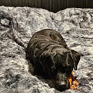 Kalani joined the competition — help win amazing prizes! dog, pet, black_dog, tan_paws, blanket, furry_blanket, bedroom, resting, relaxed, indoor, canine, animal, fur, cute, companion, sleepy, cozy, domestic, laying, portrait