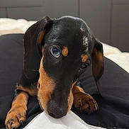 Arlo participe au concours pour gagner de l'argent avec cette photo : adorable, animal, bed, black_and_tan, blanket, canine, close_up, cute, dog, expression, fur, indoor, lying_down, nibbling, pet, portrait, puppy, snout, soft_light, young_dog