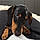 Arlo
