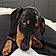 Arlo