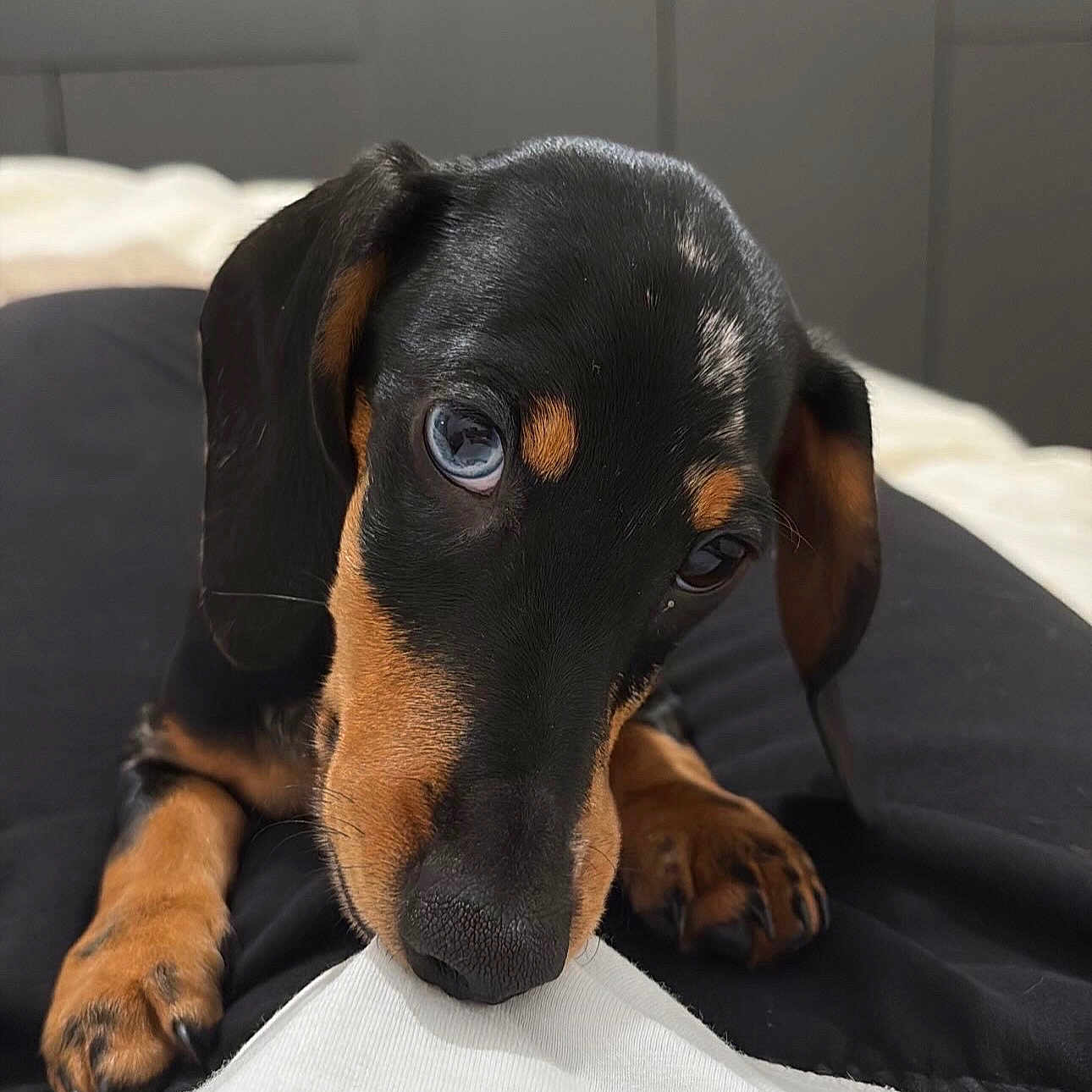 Arlo