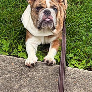 Brutus joined the competition — help win amazing prizes! animal, brown, bulldog, canine, closeup, cute, dog, ears, face, grass, leash, nature, outdoor, paw, pet, portrait, resting, sidewalk, tongue, white