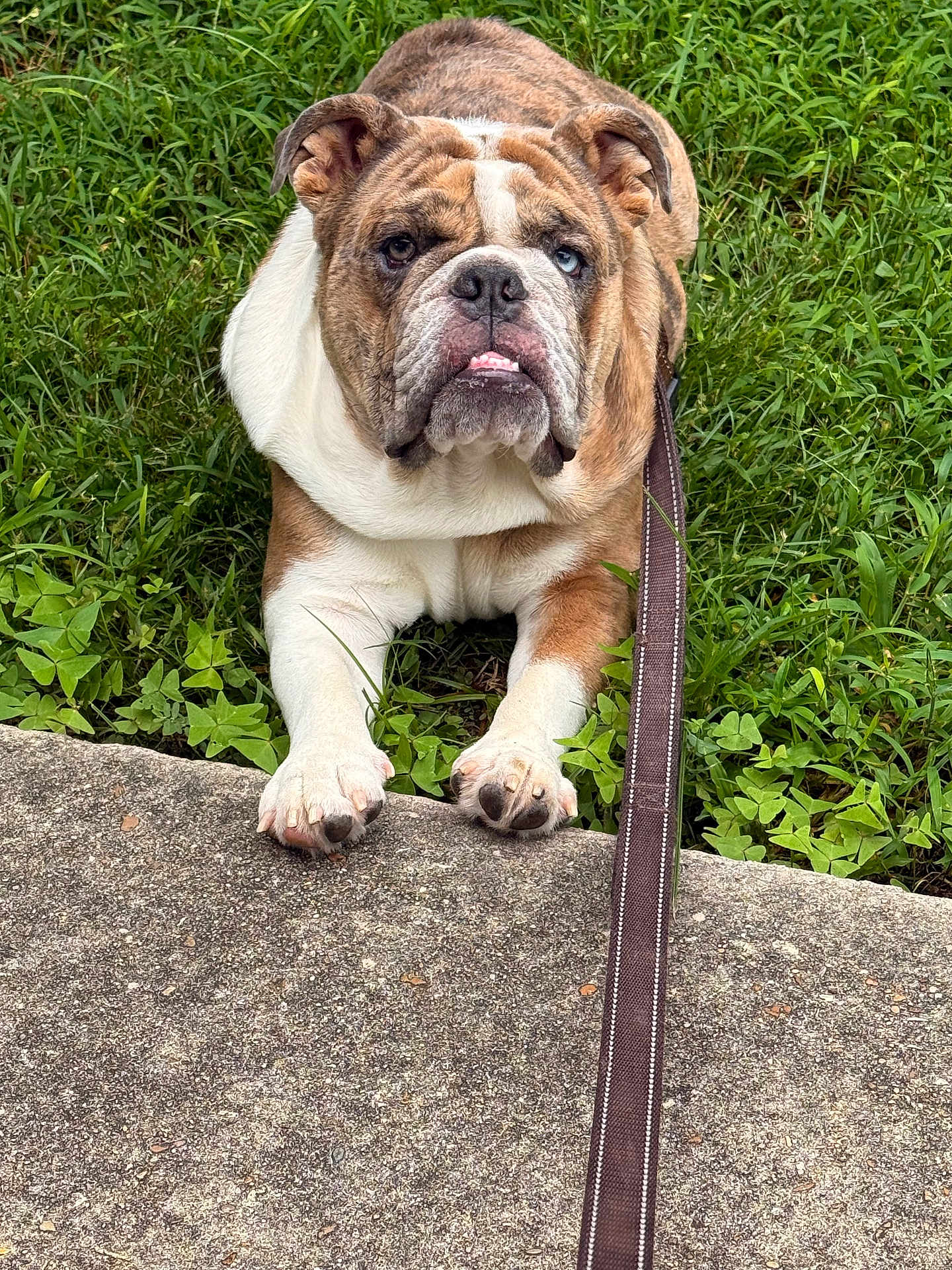 Brutus