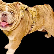 Brutus is registered to the contest to win money with this photo: animal, black_background, brown, bulldog, canine, companion, dog, ears_up, friendly, happy, harness, isolated, mammal, pet, short_hair, smiling, standing, tan, tongue_out, wrinkles