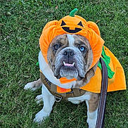 Brutus is registered to the contest to win money with this photo: animal, brown, bulldog, costume, cute, dog, eyes, face, fangs, festive, funny, grass, halloween, leash, outdoor, pet, pumpkin, puppy, sitting, white