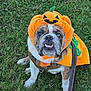 animal, brown, bulldog, costume, cute, dog, eyes, face, fangs, festive, funny, grass, halloween, leash, outdoor, pet, pumpkin, puppy, sitting, white