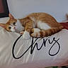 Baby joined the competition — help win amazing prizes! animal, cat, cozy, cute, domestic_cat, ear, feline, fur, home, indoor, orange_cat, pet, pillow, relaxed, resting, sleepy, tail, text_on_pillow, whiskers, white_cat