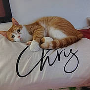 Baby is registered to the contest to win money with this photo: animal, cat, cozy, cute, domestic_animal, ears, feline, fur, home, indoor, laying, orange_cat, pet, pillow, relaxed, resting, tail, text_on_pillow, whiskers, white_cat