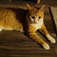 Baby joined the competition — help win amazing prizes! cat, ginger_cat, white_paws, indoor, wooden_floor, rug, pet, animal, feline, relaxed, curious, domestic_cat, flooring, fur, whiskers, ears, tail, quiet, cozy, home