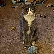 Beauty is registered to the contest to win money with this photo: cat, gray_cat, white_cat, pet, indoor, carpet, toy, fuzzy_ball, sitting, animal, feline, fur, whiskers, ears, paws, playful, household, cute, alert, domestic