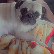 Princess joined the competition — help win amazing prizes! dog, pug, blanket, car_interior, seatbelt, person, bandage, paw, fur, closeup, sitting, indoors, window, seat, resting, animal, pet, cute, companion, portrait