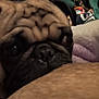 Charile joined the competition — help win amazing prizes! dog, pug, close_up, wrinkles, face, pet, animal, cozy, blanket, fabric, soft, resting, cute, indoor, brown, black, fur, portrait, sleepy, companion