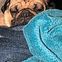 Charile joined the competition — help win amazing prizes! dog, pug, blanket, towel, sleepy, cozy, indoor, pet, wrinkled_face, resting, cute, animal, snuggled, soft_texture, fur, relaxed, closeup, face, brown, black