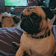 Charile is registered to the contest to win money with this photo: dog, pug, pet, animal, indoor, blanket, cozy, television, room, furniture, curious, seated, domestic, companion, fur, face, portrait, canine, relaxed, lighting