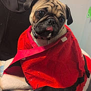 Carson is registered to the contest to win money with this photo: dog, pug, blanket, red_blanket, pet, indoor, furniture, cozy, tongue_out, curious, cute, animal, fur, collar, sitting, pile, soft, resting, wrapped, expression