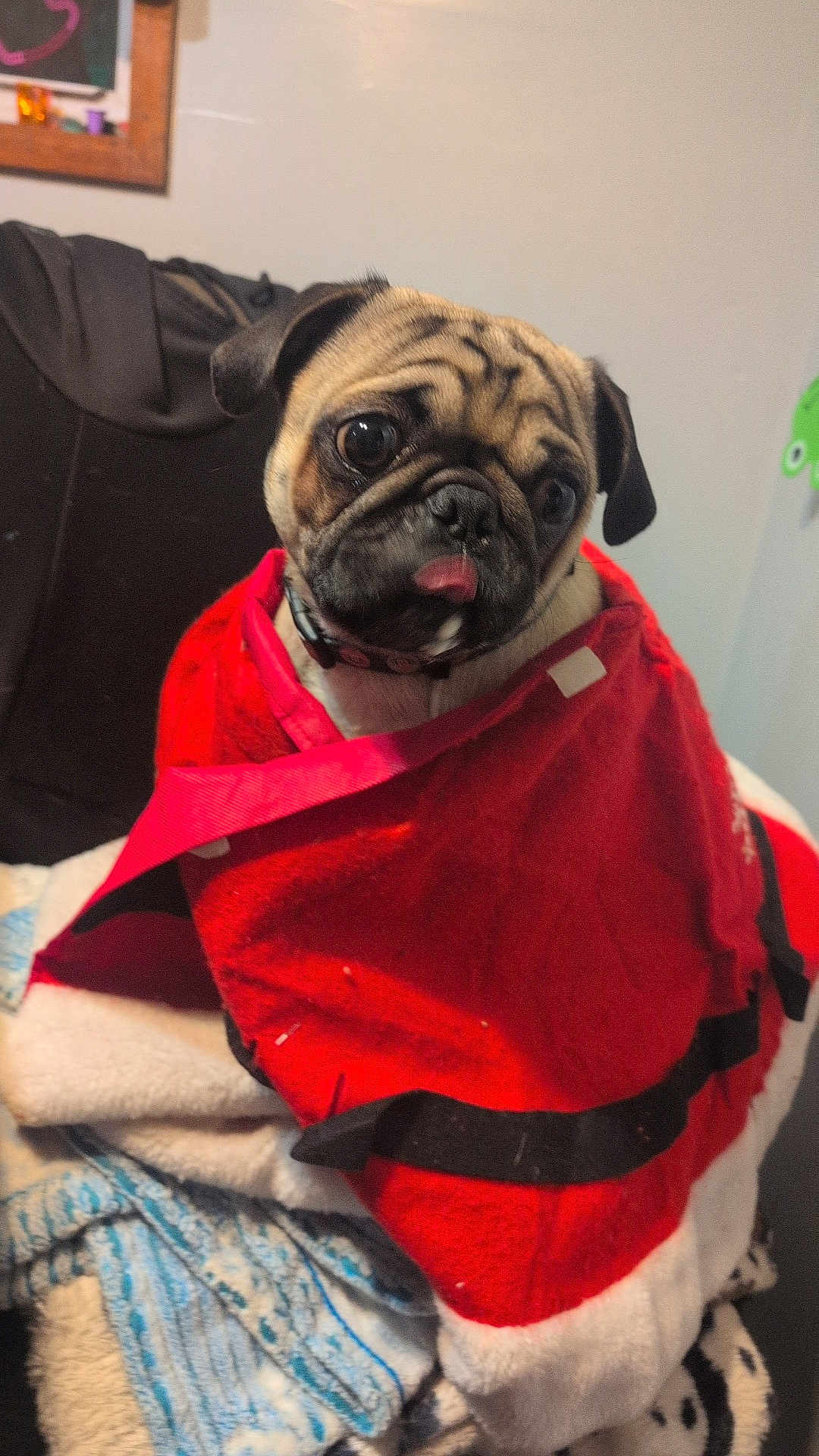Carson is registered to the contest to win money with this photo: dog, pug, blanket, red_blanket, pet, indoor, furniture, cozy, tongue_out, curious, cute, animal, fur, collar, sitting, pile, soft, resting, wrapped, expression