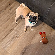 Dozer is registered to the contest to win money with this photo: dog, pug, pet, toy, plush_toy, reindeer_toy, floor, wooden_floor, couch, living_room, indoor, curious, small_dog, brown_dog, canine, companion, playful, animal, domestic_animal, looking_up