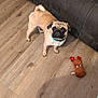 dog, pug, pet, toy, plush_toy, reindeer_toy, floor, wooden_floor, couch, living_room, indoor, curious, small_dog, brown_dog, canine, companion, playful, animal, domestic_animal, looking_up