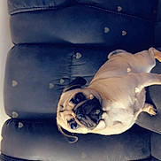 Sassy is registered to the contest to win money with this photo: dog, pug, couch, leather, pet, animal, indoor, cute, face, fur, small_dog, resting, lying_down, canine, adorable, seated, companion, heart_bokeh, cozy, domestic