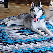 Chevy joined the competition — help win amazing prizes! animal, black_and_white, blue_collar, blue_eyes, collar, dog, domestic_dog, fluffy, heterochromia, husky, indoor, living_room, lying_down, pet, portrait, relaxed, rug, siberian_husky, tongue_out, wooden_floor